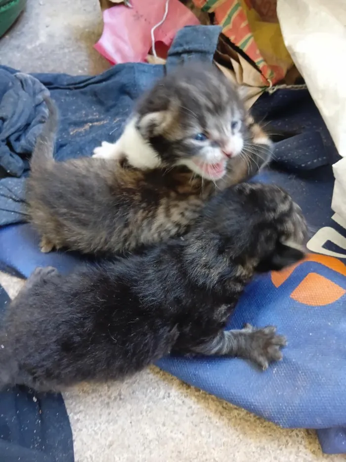 Gato raça SRD-ViraLata idade Abaixo de 2 meses nome não tem nome 