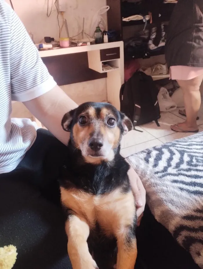 Cachorro raça SRD-ViraLata idade 2 anos nome Sofia