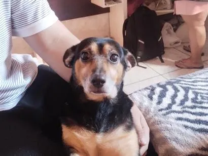 Cachorro raça SRD-ViraLata idade 2 anos nome Sofia