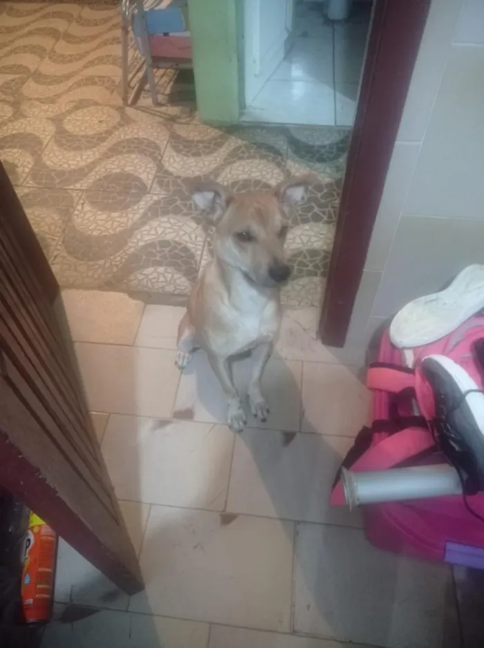 Cachorro raça SRD-ViraLata idade 1 ano nome Taz