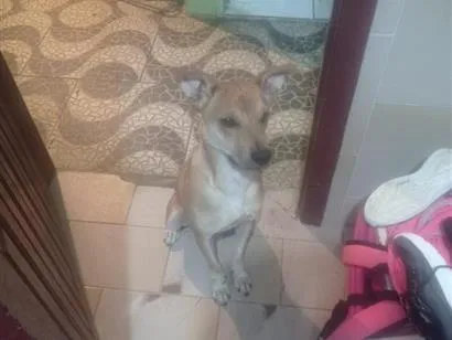 Cachorro raça SRD-ViraLata idade 1 ano nome Taz