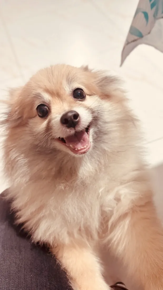 Cachorro raça Sptiz Alemao idade 6 ou mais anos nome Steve