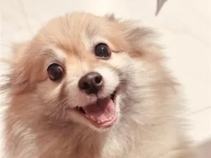 Cachorro raça Sptiz Alemao idade 6 ou mais anos nome Steve
