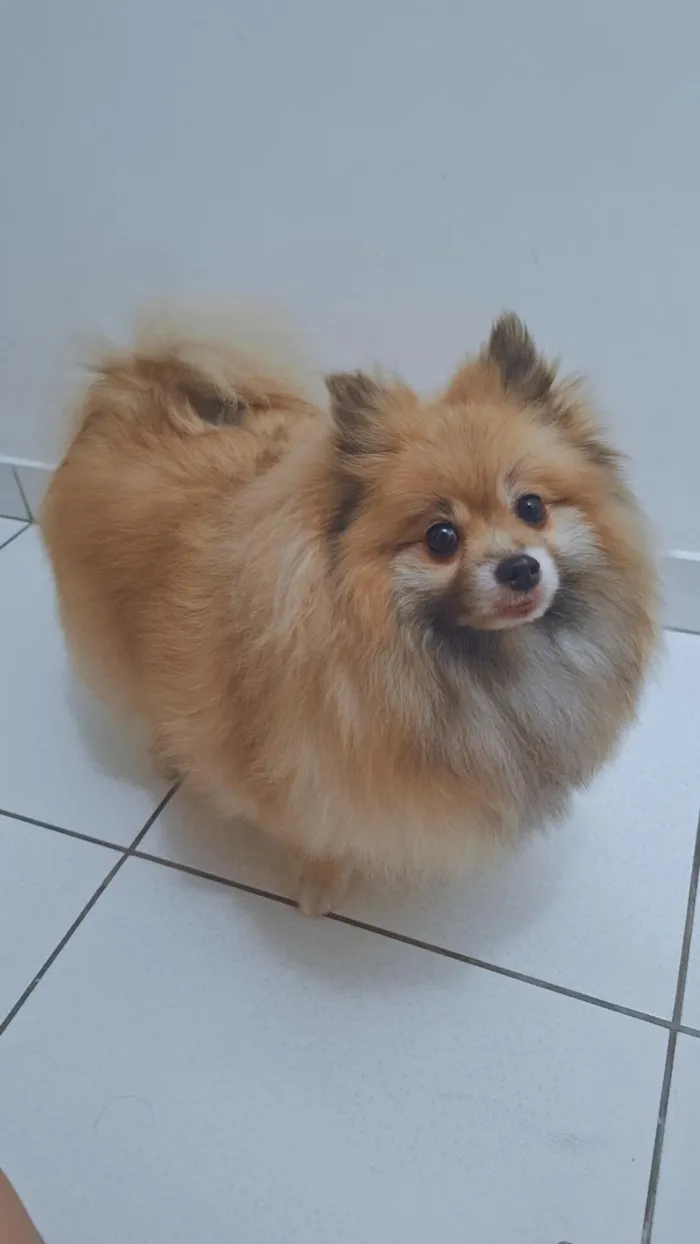 Cachorro raça Sptiz Alemao idade 6 ou mais anos nome Steve