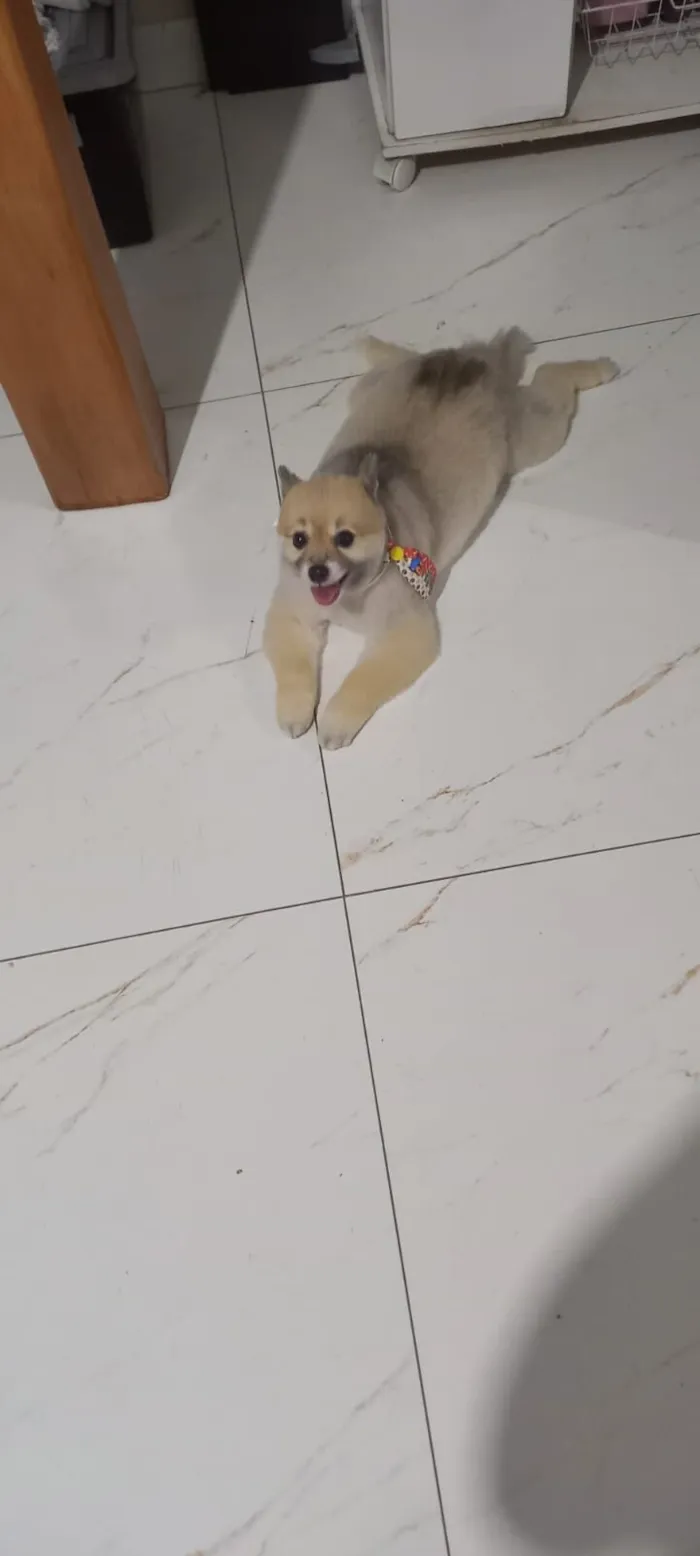 Cachorro raça Sptiz Alemao idade 6 ou mais anos nome Steve