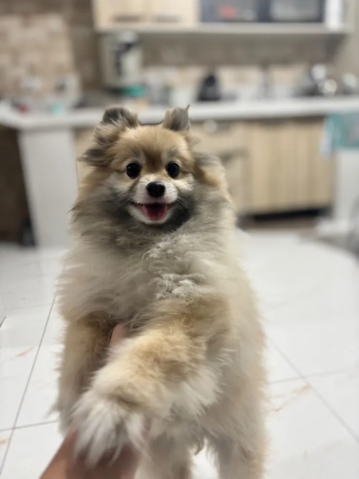 Cachorro raça Sptiz Alemao idade 6 ou mais anos nome Steve