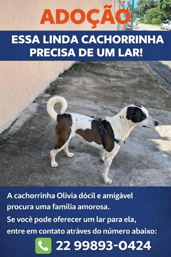 Cachorro raça SRD-ViraLata idade 1 ano nome Olivia
