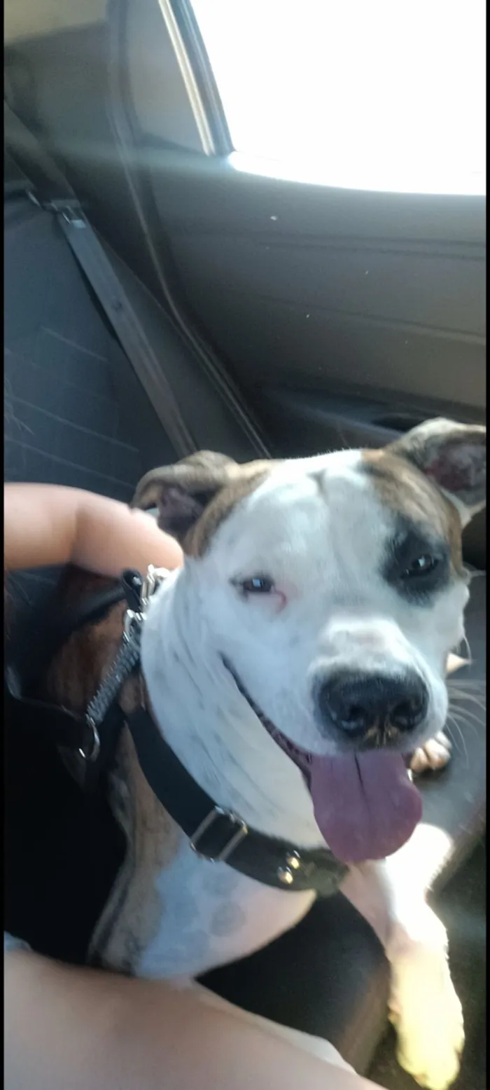 Cachorro raça SRD-ViraLata idade 2 anos nome Bruce 