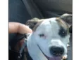 Bruce 