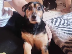 Cachorro raça SRD-ViraLata idade 2 anos nome Sofia
