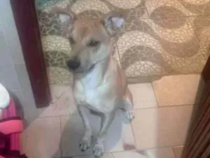 Cachorro raça SRD-ViraLata idade 1 ano nome Taz