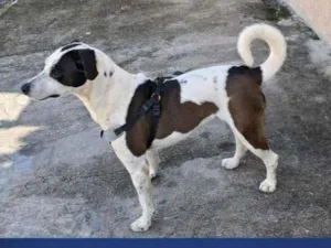 Cachorro raça SRD-ViraLata idade 1 ano nome Olivia