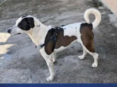Cachorro raça SRD-ViraLata idade 1 ano nome Olivia
