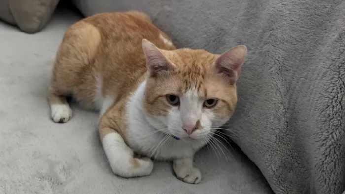 Gato raça SRD-ViraLata idade 2 anos nome Nico
