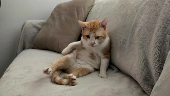Gato raça SRD-ViraLata idade 2 anos nome Nico