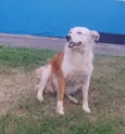 Branquinha 