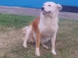 Branquinha 