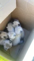 5 gatinhos 