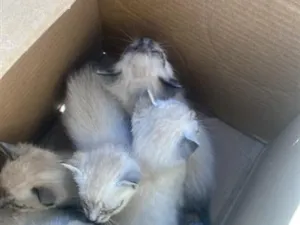 Gato raça Siamês idade Abaixo de 2 meses nome 5 gatinhos 