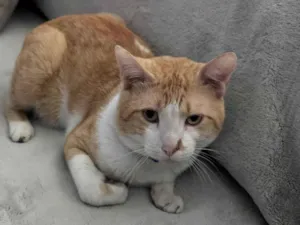 Gato raça SRD-ViraLata idade 2 anos nome Nico