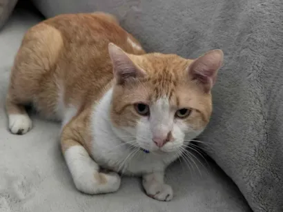 Gato raça SRD-ViraLata idade 2 anos nome Nico
