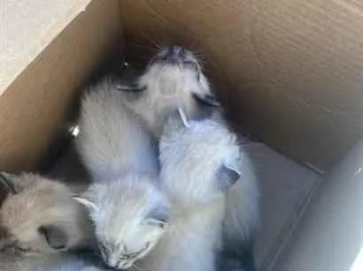 Gato raça Siamês idade Abaixo de 2 meses nome 5 gatinhos 