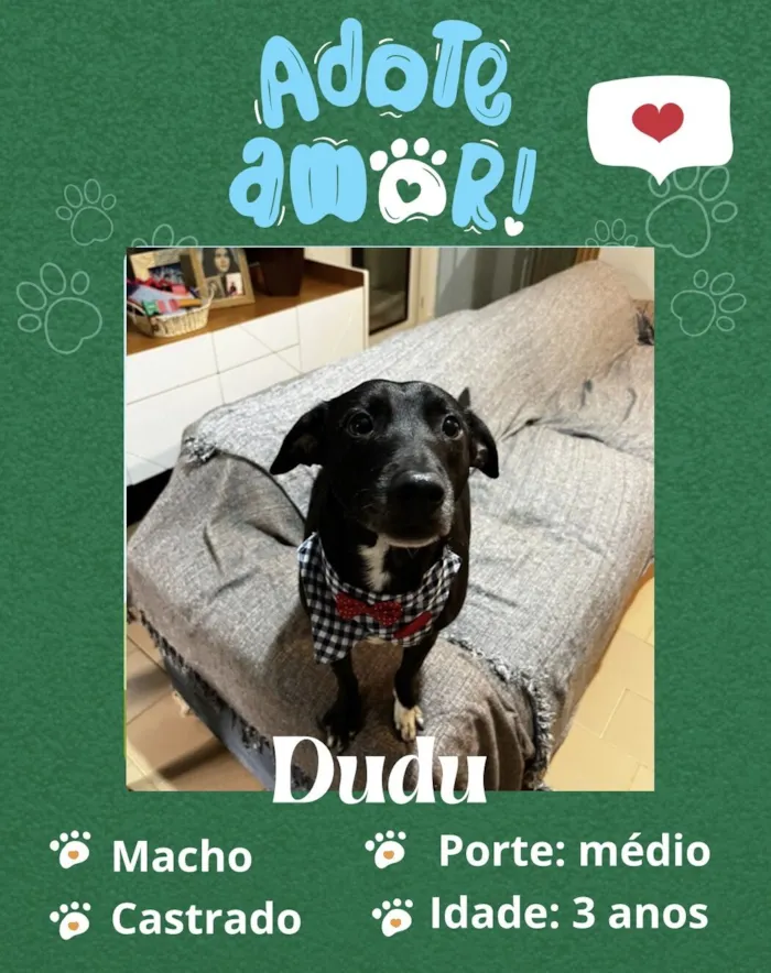 Cachorro raça SRD-ViraLata idade 3 anos nome Dudu 