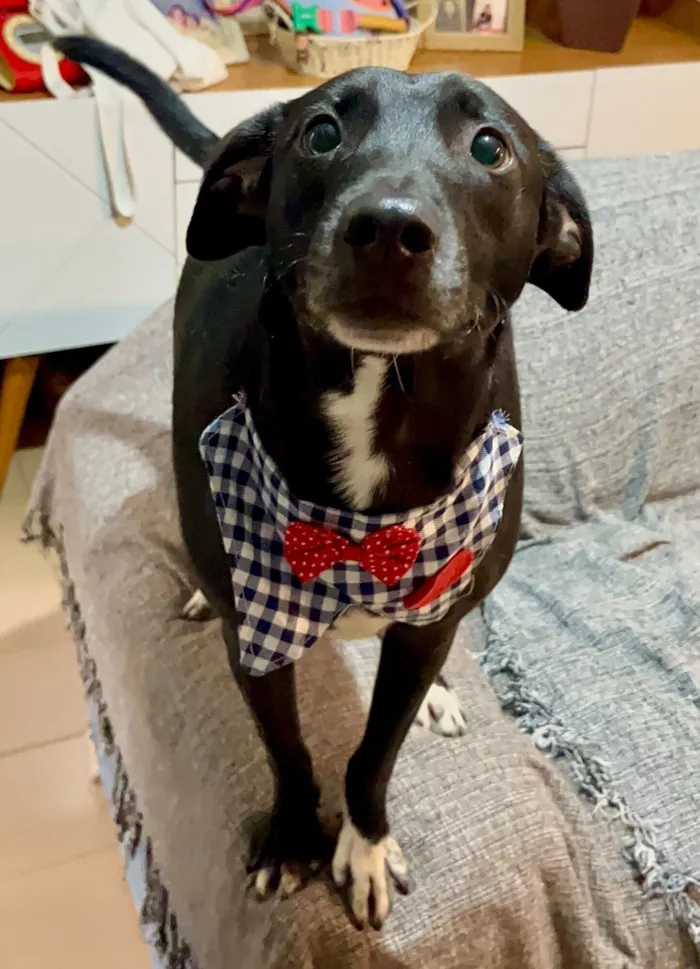 Cachorro raça SRD-ViraLata idade 3 anos nome Dudu 