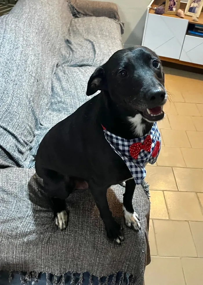 Cachorro raça SRD-ViraLata idade 3 anos nome Dudu 