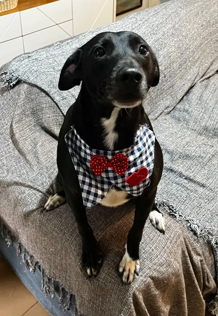 Cachorro raça SRD-ViraLata idade 3 anos nome Dudu 