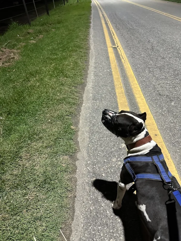 Cachorro raça Pit-Bull idade 1 ano nome Thor