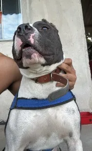 Cachorro raça Pit-Bull idade 1 ano nome Thor