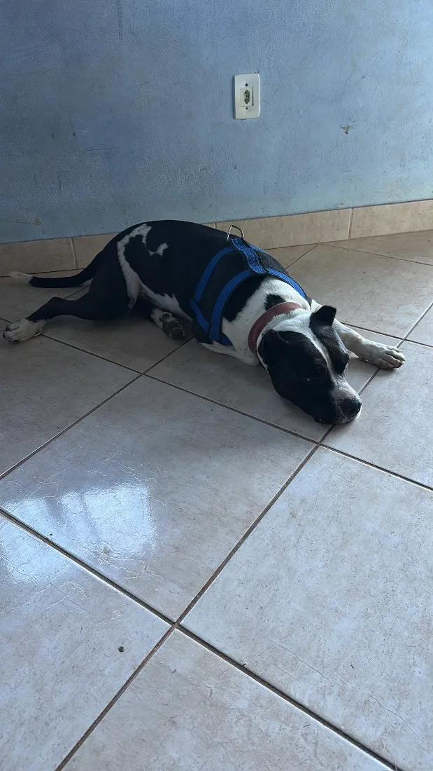 Cachorro raça Pit-Bull idade 1 ano nome Thor