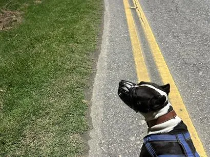 Cachorro raça Pit-Bull idade 1 ano nome Thor