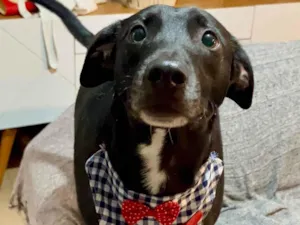 Cachorro raça SRD-ViraLata idade 3 anos nome Dudu 