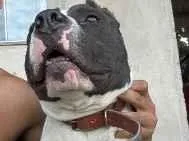 Cachorro raça Pit-Bull idade 1 ano nome Thor