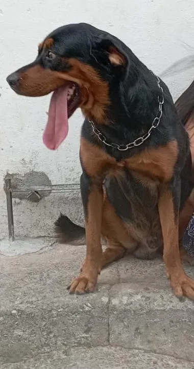 Cachorro raça Rottweiler idade 4 anos nome Hulk
