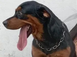 Cachorro raça Rottweiler idade 4 anos nome Hulk