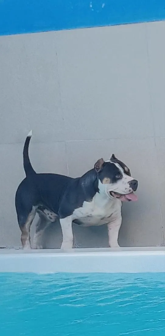 Cachorro raça SRD-ViraLata idade 2 a 6 meses nome Bruce.