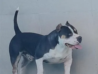 Cachorro raça SRD-ViraLata idade 2 a 6 meses nome Bruce.