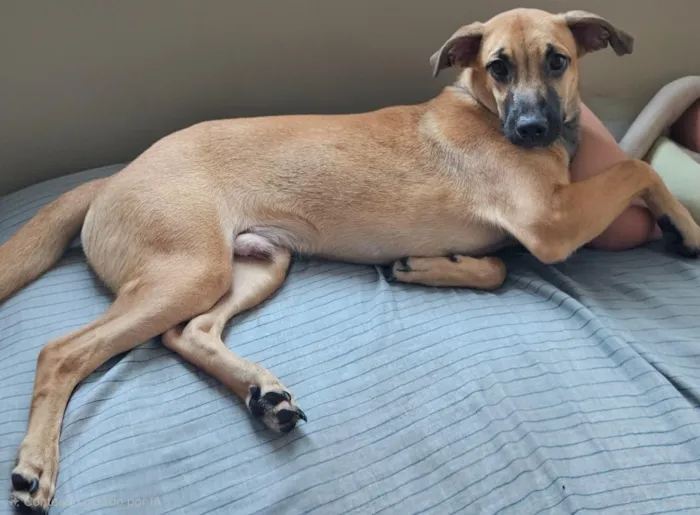 Cachorro raça SRD-ViraLata idade 7 a 11 meses nome Chapolin