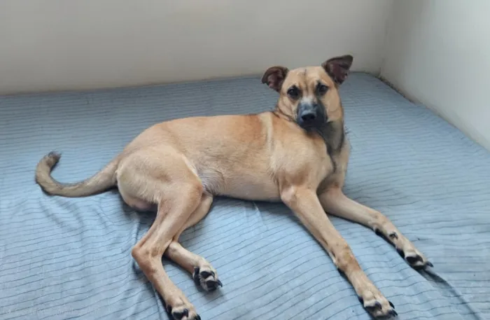 Cachorro raça SRD-ViraLata idade 7 a 11 meses nome Chapolin