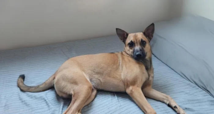 Cachorro raça SRD-ViraLata idade 7 a 11 meses nome Chapolin