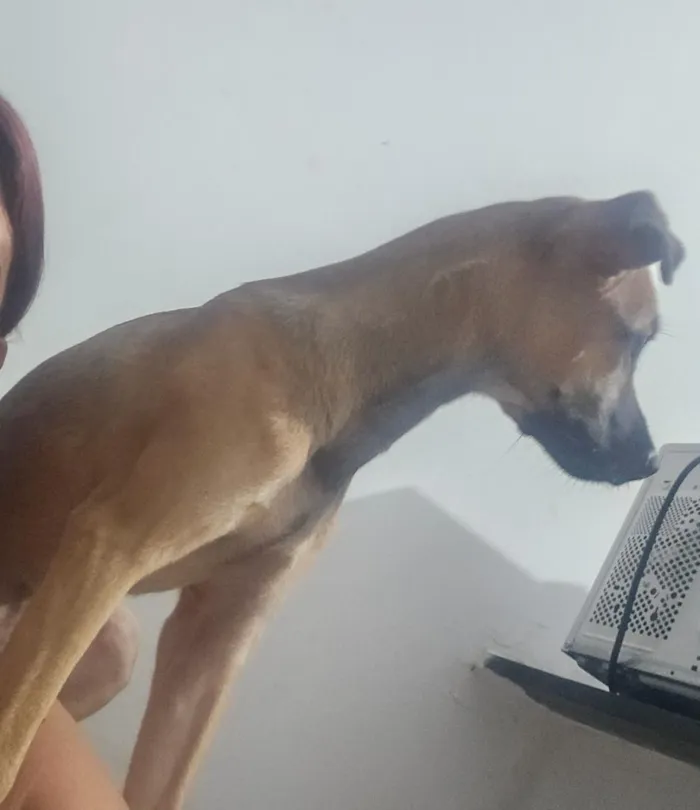Cachorro raça SRD-ViraLata idade 7 a 11 meses nome Chapolin
