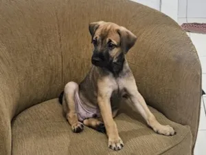 Cachorro raça SRD-ViraLata idade 7 a 11 meses nome Chapolin
