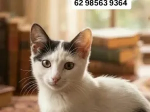 Gato raça SRD-ViraLata idade 2 a 6 meses nome Lipe