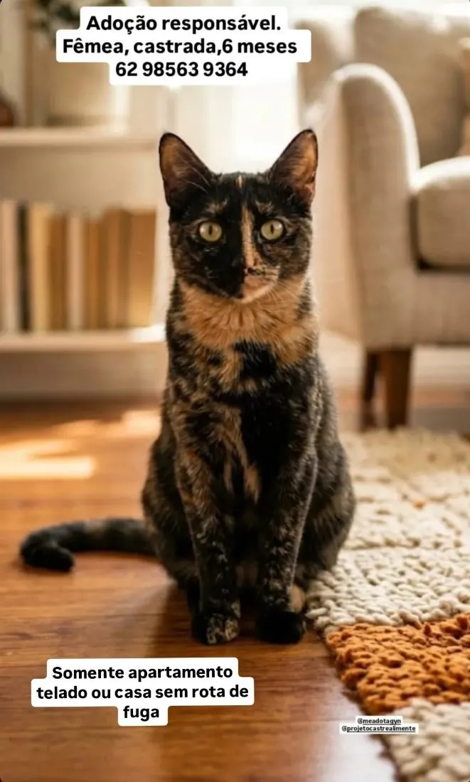 Gato raça SRD-ViraLata idade 2 a 6 meses nome Lica
