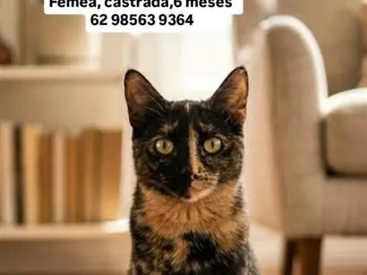 Gato raça SRD-ViraLata idade 2 a 6 meses nome Lica