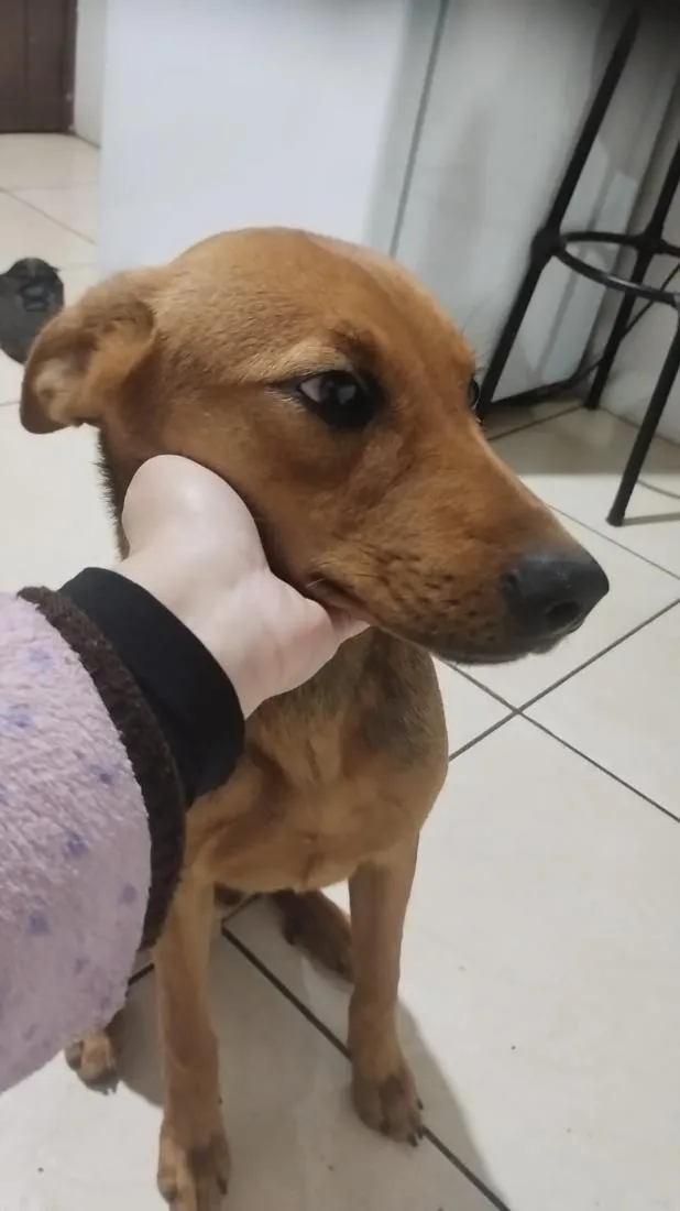 Cachorro raça Labrador idade 7 a 11 meses nome Apollo