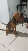 Apollo